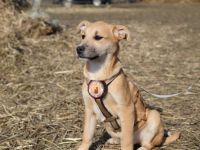 kleines Herzchen Pommi sucht Zuhause