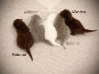 BKH-Kitten – gesund, verschmust & familiengeprägt