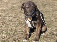 Schöner Hundebub Jason