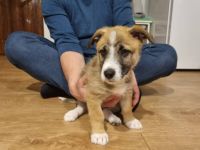 Zarte Seele Frodo sucht Geborgenheit