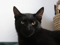 Unser schwarzer Panther