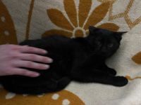 Unser schwarzer Panther