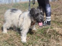 Wuschelkopf Strolchi bringt frischen Wind in dein Leben