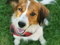 Einzigartig in der Doodlewelt: Kooikerdoodle