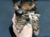 Yorkshire Terrier, 1- Mädchen und 2- Jungs.