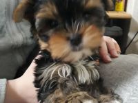 Yorkshire Terrier, 1- Mädchen und 2- Jungs.