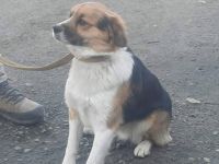 Montie sucht sein Glück