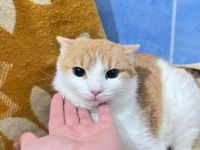 Schnurrt Theo dir bald um die Beine?