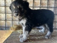 Die kleine Allie sucht ihr großes Glück