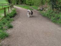 Zuckersüße hübsche Collie-Bernersennen-Husky