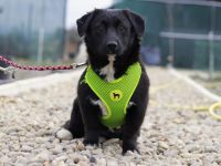 Zuckermaus Tess sucht ein schönes Heim