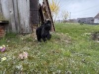 Bedlington Terrier Welpen