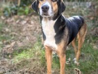 Wanja in 55411 Bingen sucht ihr Für-immer-Zuhause