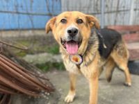 Stattliche und intelligente Michonne sucht Schutzzone