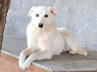 Maribel sucht ihr Für-immer-Zuhause