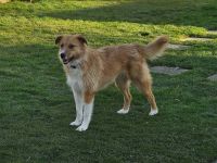 Roxy auf Pflegestelle in 86316 Friedberg sucht ihr Für-immer-Zuhause