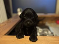 Deutsch drahthaar mix Welpen