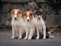 American collie