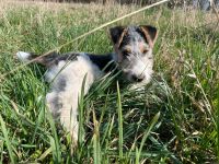 Foxterrier Welpen