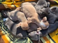 Reinrassige Chihuahuawelpen Rüden &Hündin