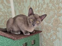 Burma Junge mit Stammbaum