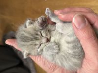 Wunderschöne BKH Kitten (nur noch 3 zuckersüße Kitten da)