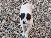 Clemens sucht dringend sein eigenes Zuhause