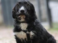 Yasko sucht liebevolle Familie....