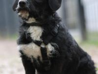 Yasko sucht liebevolle Familie....