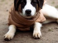 L'ours sucht sein Glück ...