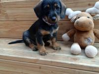 Süße Rauhaardackel-Welpen suchen ein liebevolles Zuhause
