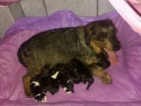 Süße Rauhaardackel-Welpen suchen ein liebevolles Zuhause