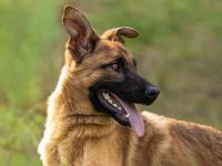 Pumuckel möchte sein Herz verschenken...