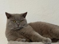 Deckkater Britisch Kurzhaar Lilac - Coco