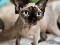 Devon rex Kätzchen mit Papieren