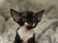 Devon rex Kätzchen mit Papieren