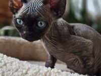 Devon rex Kätzchen mit Papieren