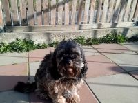Cavapoo mit Stammbaum