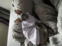 Deckkater Sphynx Katze gesucht!