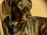 Zwergdackel Deckrüde