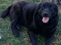 Dorian, a.d.Tierschutz, sucht Herzensmenschen