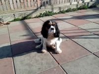 Cavalier King Charles Spaniel Hündin tricolor