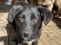 Juliet hofft auf ein kuscheliges Körbchen!