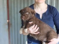 Schokobär Phillip möchte bei dir wohnen