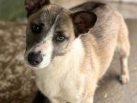 Praline sucht ihr Für-immer-Zuhause