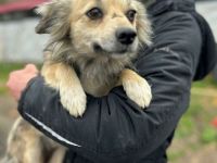 Kindra sucht ihr Für-immer-Zuhause