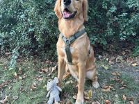 Golden Retriever mit Verhaltensproblemen sucht konsequente, erfahrene Halter