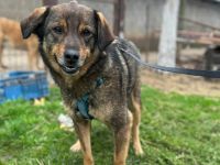 Bastian sucht sein Für-immer-Zuhause