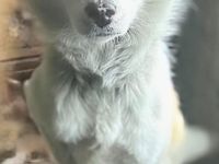 Twix sucht sein Für-immer-Zuhause