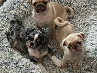 Altdeutsche Mopswelpen